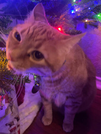 Garf eating the Christmas tree
