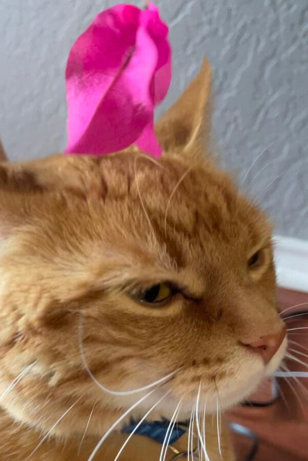Garf with Flower Petal Garf with Flower Petal