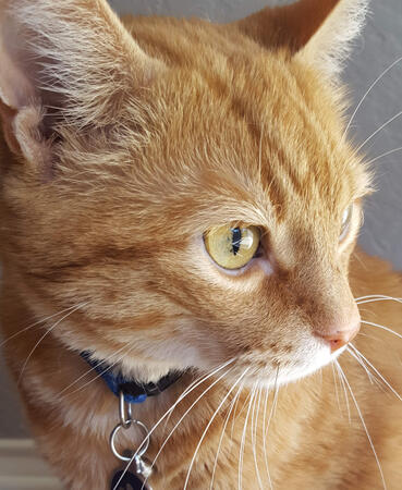 Photogenic Garf