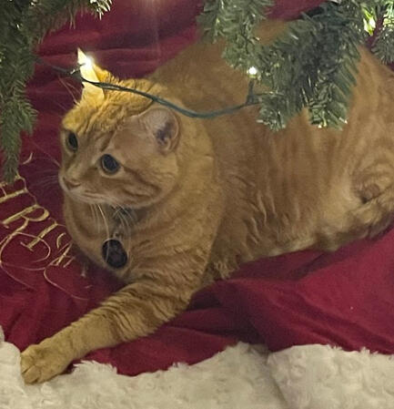 He is the Christmas present