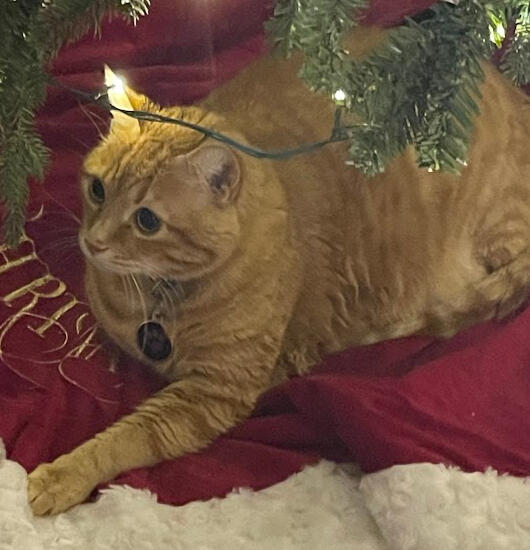 He is the Christmas present He is the Christmas present