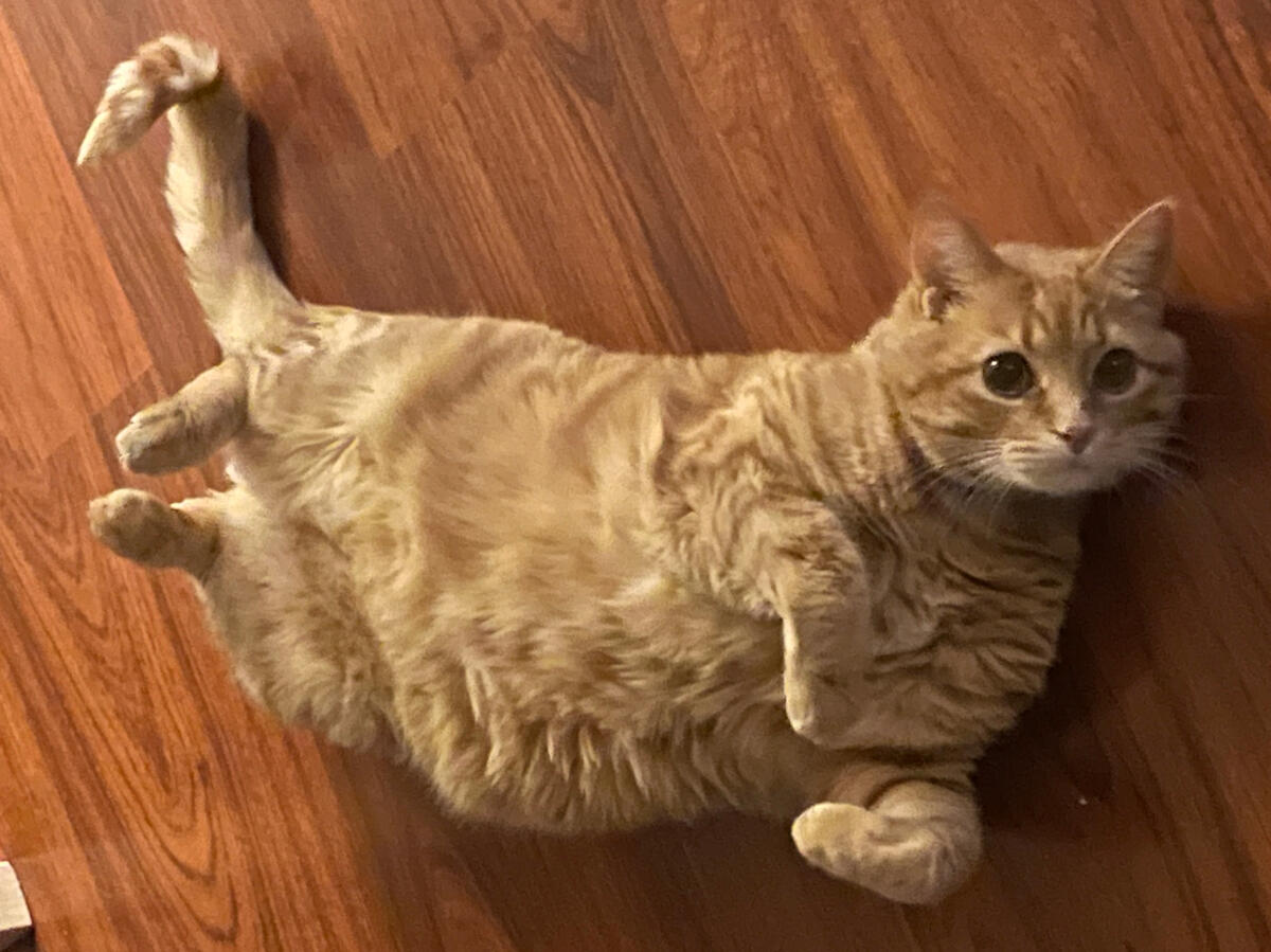 Little chubby baby garf Little chubby baby garf